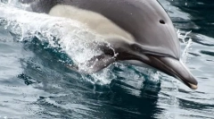 Jak sen delfiny: fakty i mity